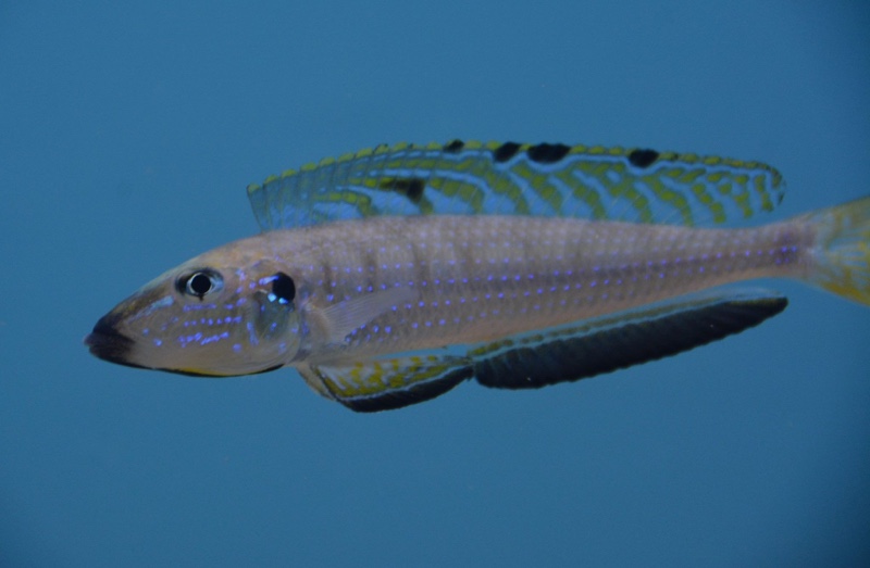 Enantiopus melanogenys 'Kasanga'